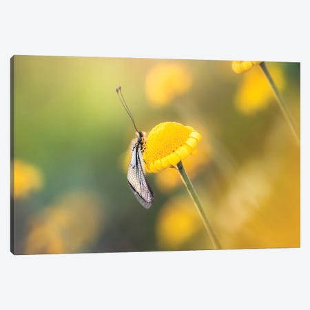 Ascalaphid Insect On Yellow Flowers Canvas Print #JRC48} by Jeferson Castellari Canvas Art Print