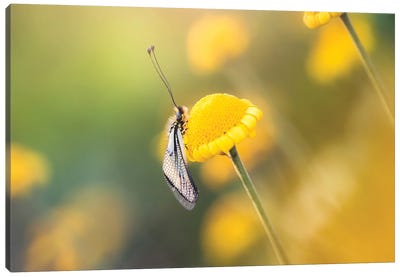 Ascalaphid Insect On Yellow Flowers Canvas Art Print - Jeferson Castellari
