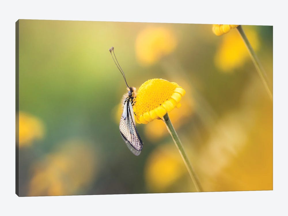 Ascalaphid Insect On Yellow Flowers by Jeferson Castellari 1-piece Art Print