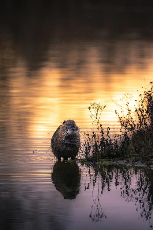 Nutria Bathing At Sunset