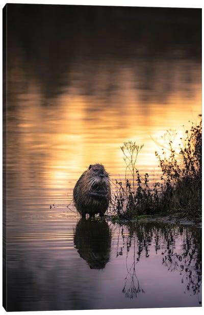 Nutria Bathing At Sunset Canvas Art Print - Beavers