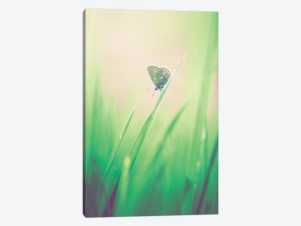 Little Butterfly In The Grass by Jeferson Castellari 1-piece Canvas Art Print