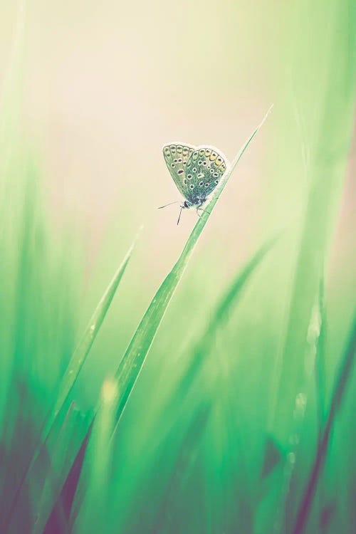 Little Butterfly In The Grass