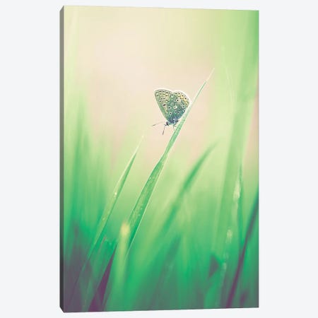 Little Butterfly In The Grass Canvas Print #JRC4} by Jeferson Castellari Art Print