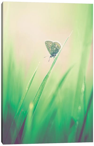 Little Butterfly In The Grass Canvas Art Print - Jeferson Castellari
