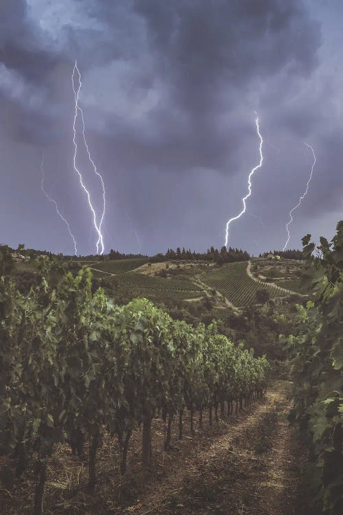 Thunderstorm And Lightning In Vineyards