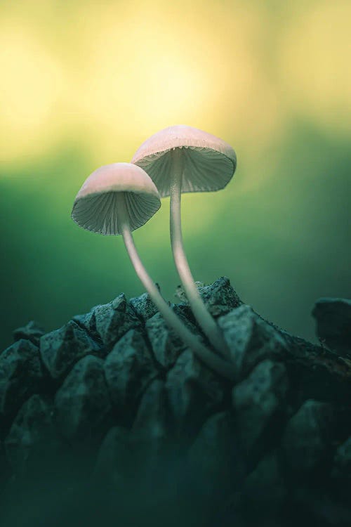 Mushrooms On Pine Cone