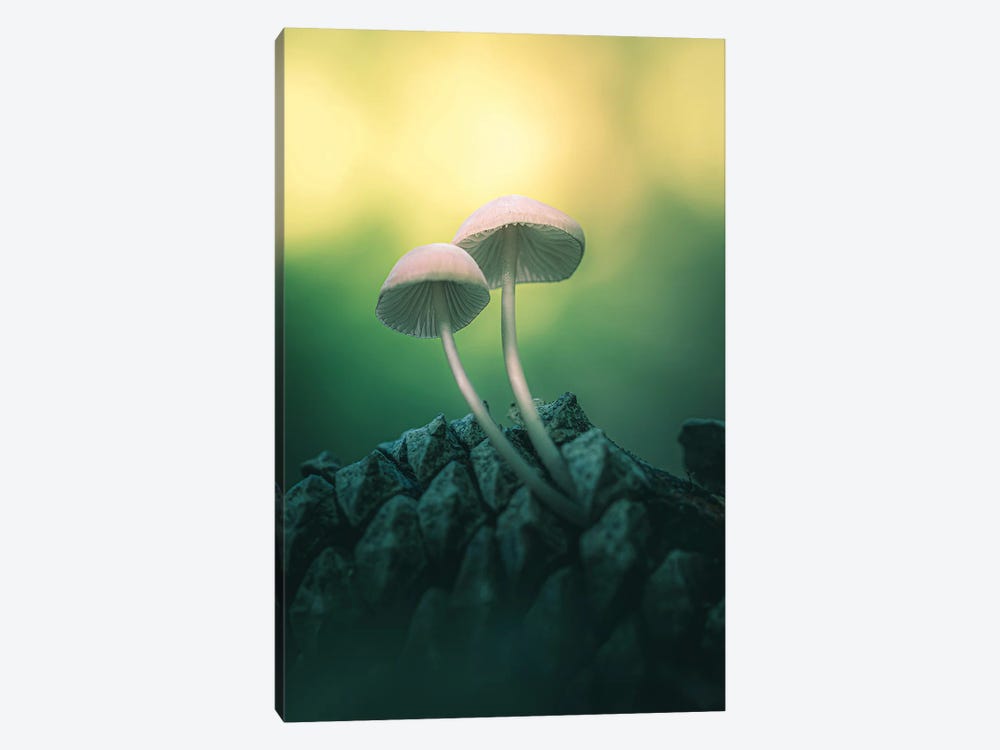 Mushrooms On Pine Cone by Jeferson Castellari 1-piece Art Print