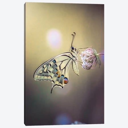 Close Up Photo Of Macaon Butterfly Canvas Print #JRC52} by Jeferson Castellari Canvas Wall Art