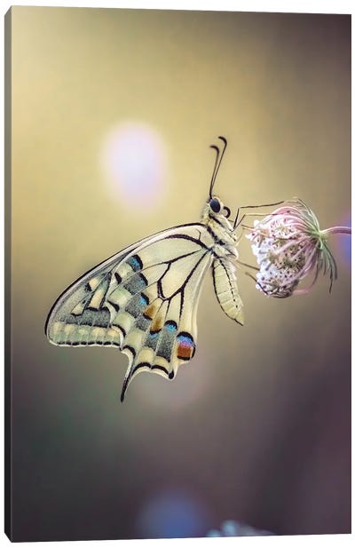 Close Up Photo Of Macaon Butterfly Canvas Art Print - Jeferson Castellari