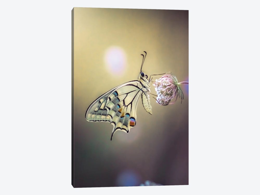 Close Up Photo Of Macaon Butterfly by Jeferson Castellari 1-piece Canvas Artwork
