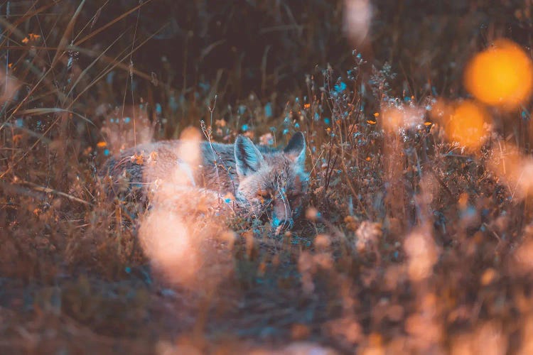 Cute Little Fox Sleeping In The Grass