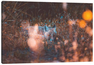 Cute Little Fox Sleeping In The Grass Canvas Art Print - Jeferson Castellari