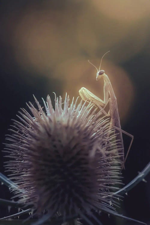 Praying Mantis On Dry Spiny Thistle