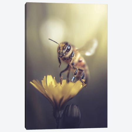 Bee From A Small Wildflower Canvas Print #JRC55} by Jeferson Castellari Canvas Print