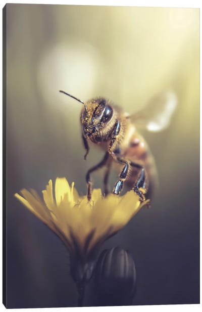 Bee From A Small Wildflower Canvas Art Print - Jeferson Castellari