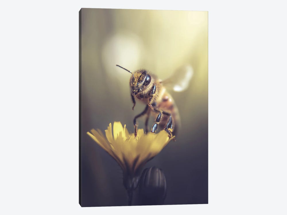 Bee From A Small Wildflower by Jeferson Castellari 1-piece Art Print