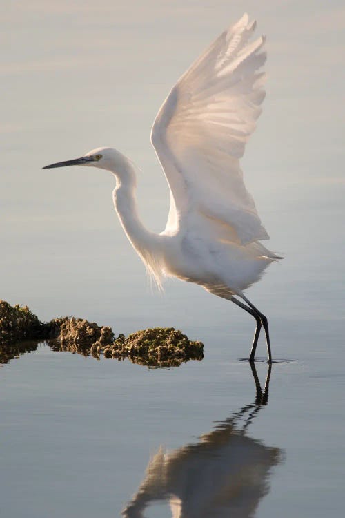 Little Egret Taking Off