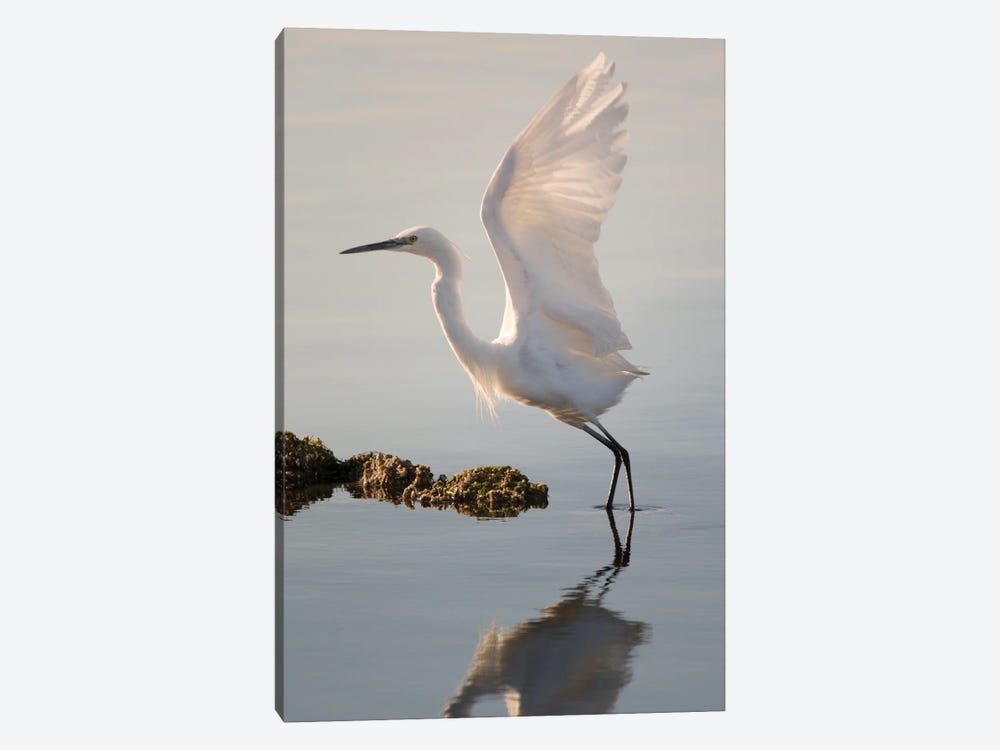 Little Egret Taking Off by Jeferson Castellari 1-piece Canvas Art