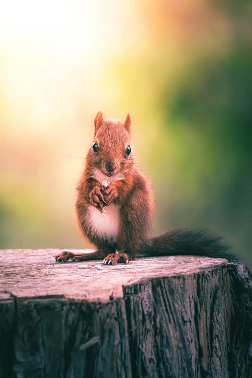 Squirrel Eating Seeds On Trunk