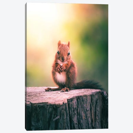 Squirrel Eating Seeds On Trunk Canvas Print #JRC57} by Jeferson Castellari Art Print
