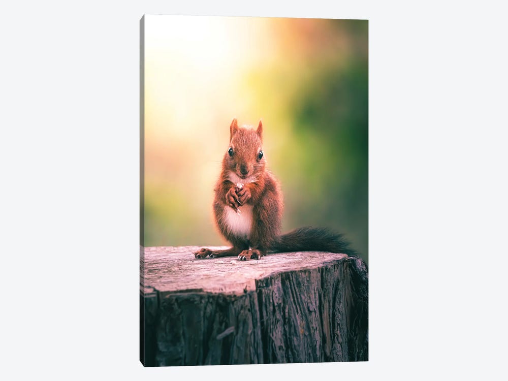 Squirrel Eating Seeds On Trunk by Jeferson Castellari 1-piece Canvas Art Print
