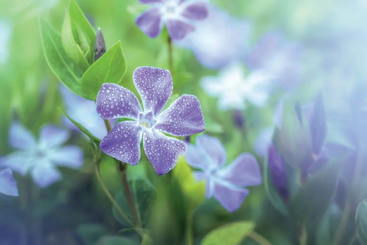 Periwinkle With Water Droplets