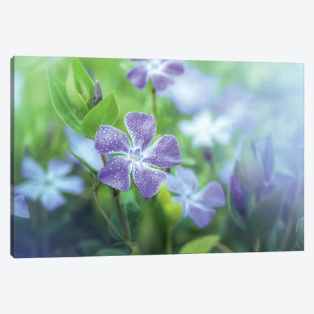 Periwinkle With Water Droplets Canvas Print #JRC59} by Jeferson Castellari Canvas Wall Art