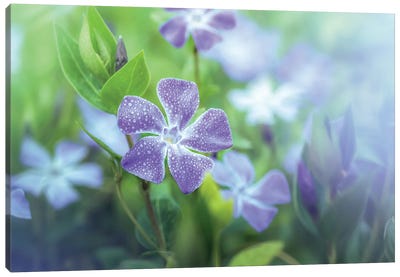 Periwinkle With Water Droplets Canvas Art Print - Jeferson Castellari