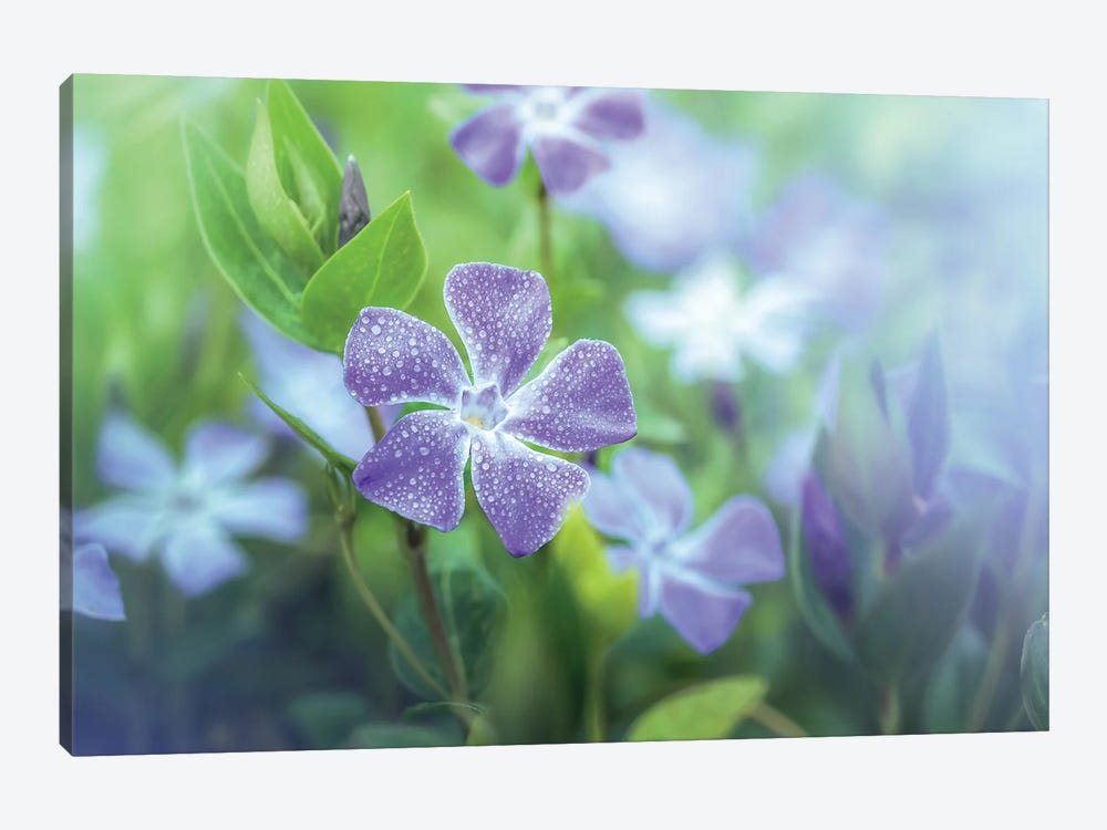 Periwinkle With Water Droplets by Jeferson Castellari 1-piece Art Print