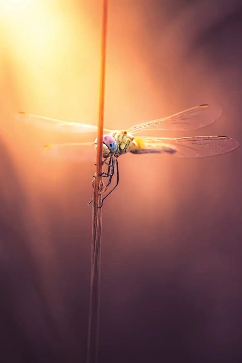 Dragonfly At Sunset