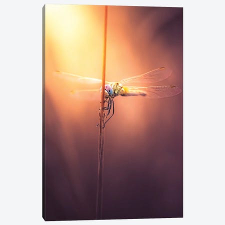 Dragonfly At Sunset Canvas Print #JRC5} by Jeferson Castellari Canvas Print