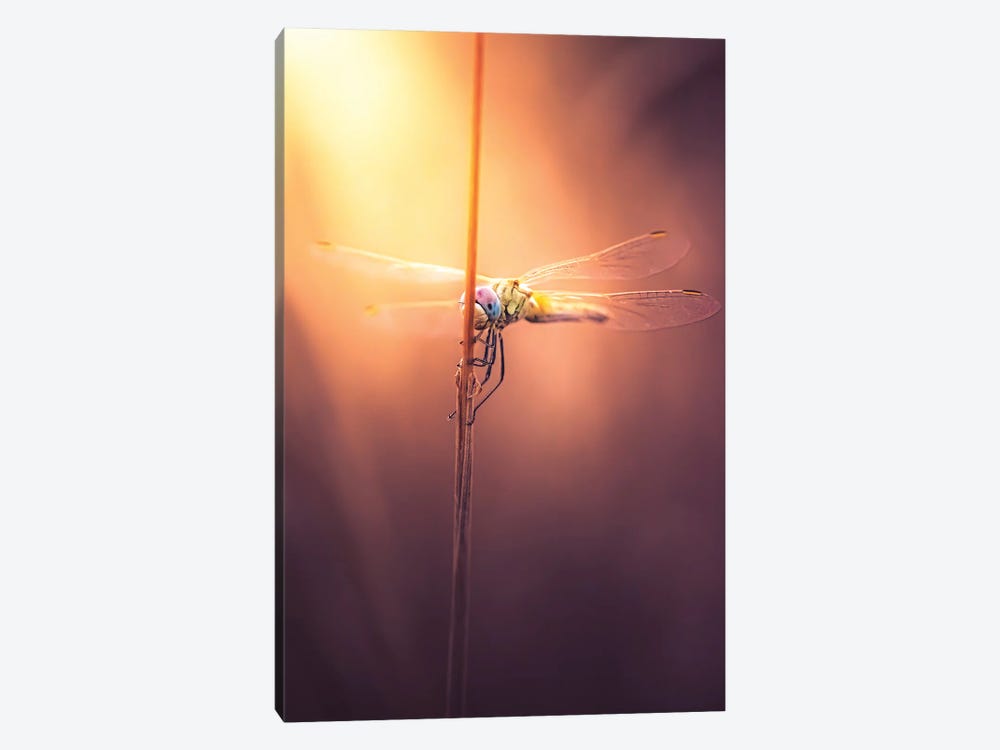 Dragonfly At Sunset by Jeferson Castellari 1-piece Canvas Wall Art