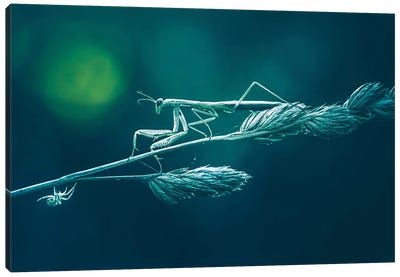 Praying Mantis In Gloomy Atmosphere Canvas Art Print - Grass Art
