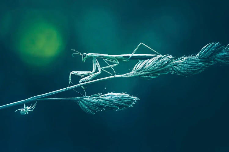 Praying Mantis In Gloomy Atmosphere