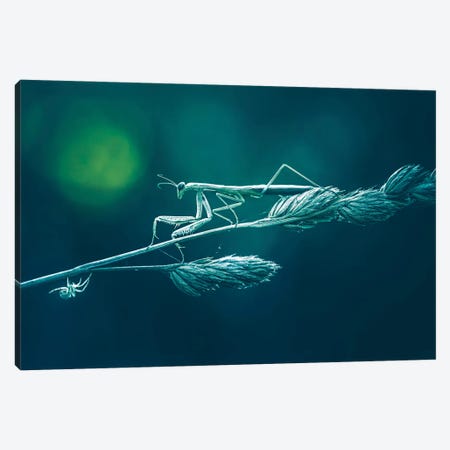 Praying Mantis In Gloomy Atmosphere Canvas Print #JRC60} by Jeferson Castellari Art Print