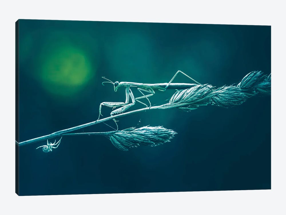 Praying Mantis In Gloomy Atmosphere by Jeferson Castellari 1-piece Canvas Art Print