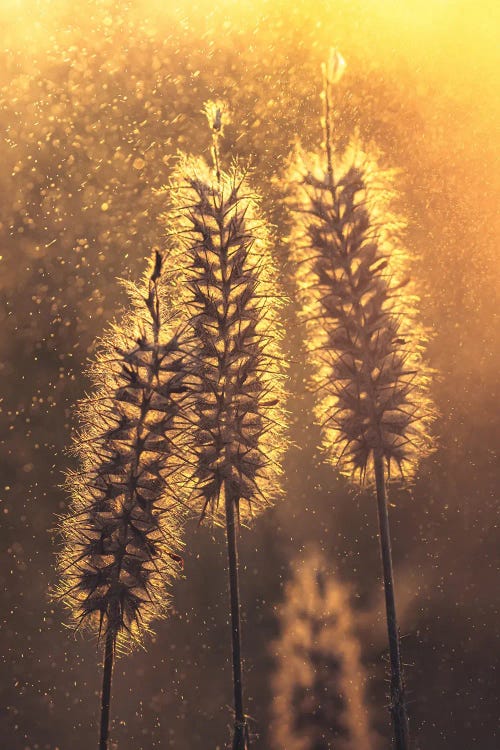 Grass Plumes Against The Light of The Sunset