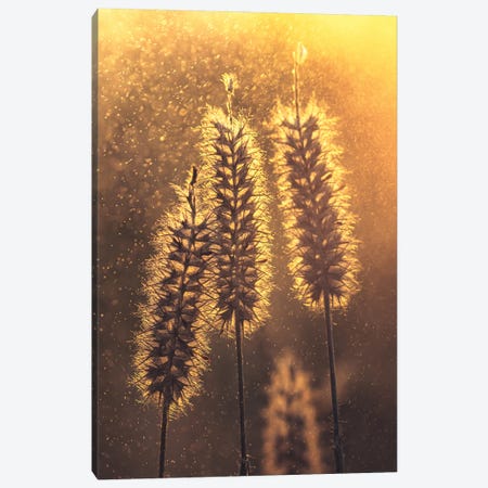 Grass Plumes Against The Light of The Sunset Canvas Print #JRC61} by Jeferson Castellari Canvas Art Print