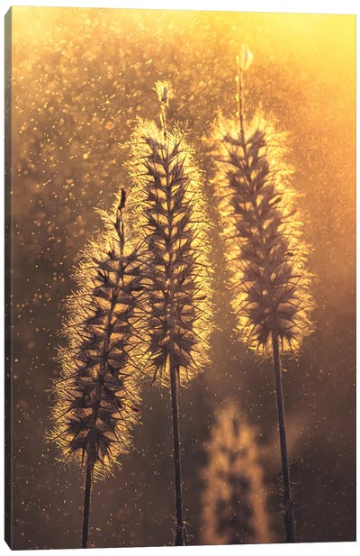 Grass Plumes Against The Light of The Sunset Canvas Art Print - Jeferson Castellari