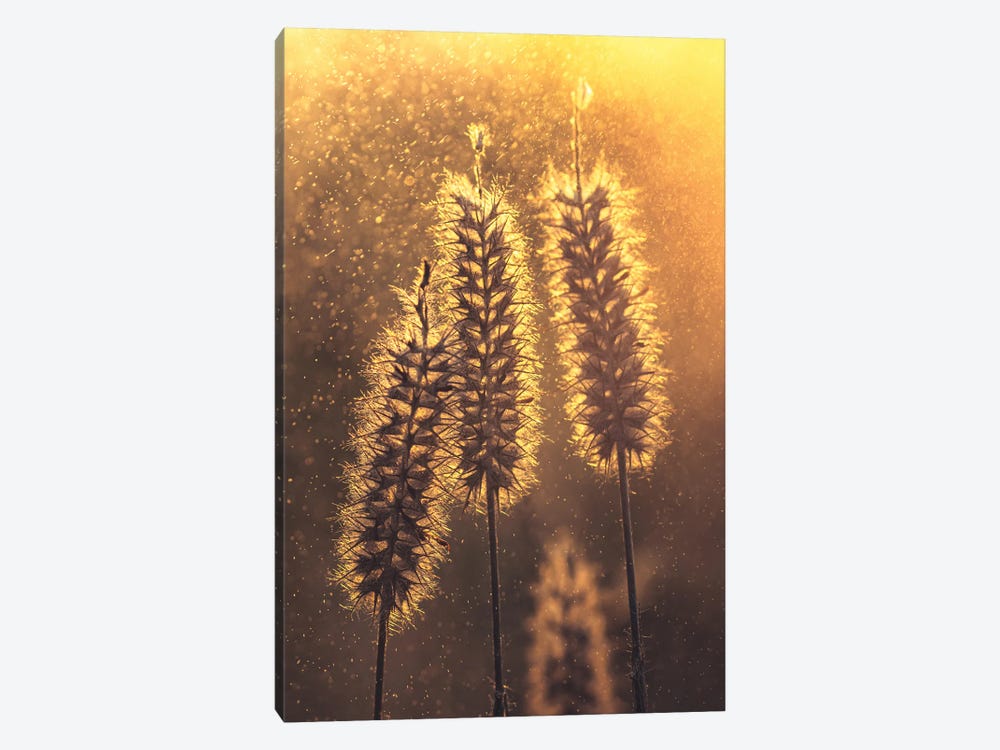 Grass Plumes Against The Light of The Sunset by Jeferson Castellari 1-piece Canvas Wall Art