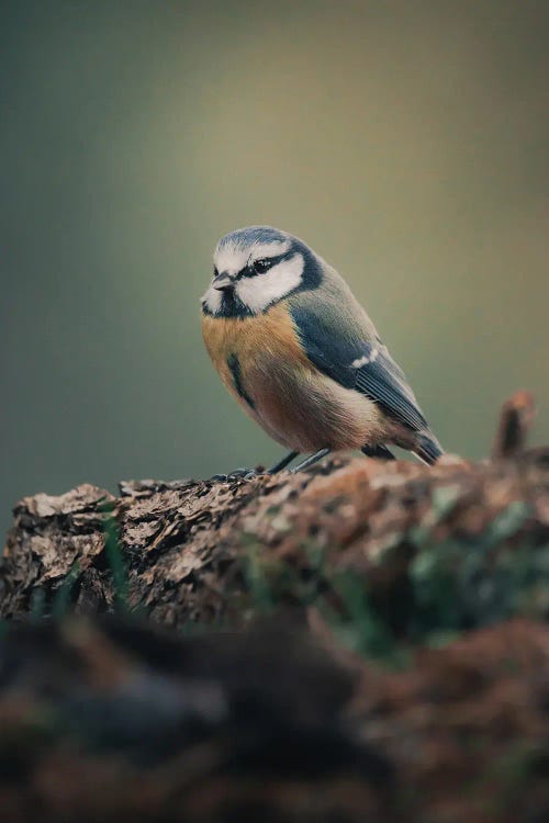 Blue Tit Reflecting On Life