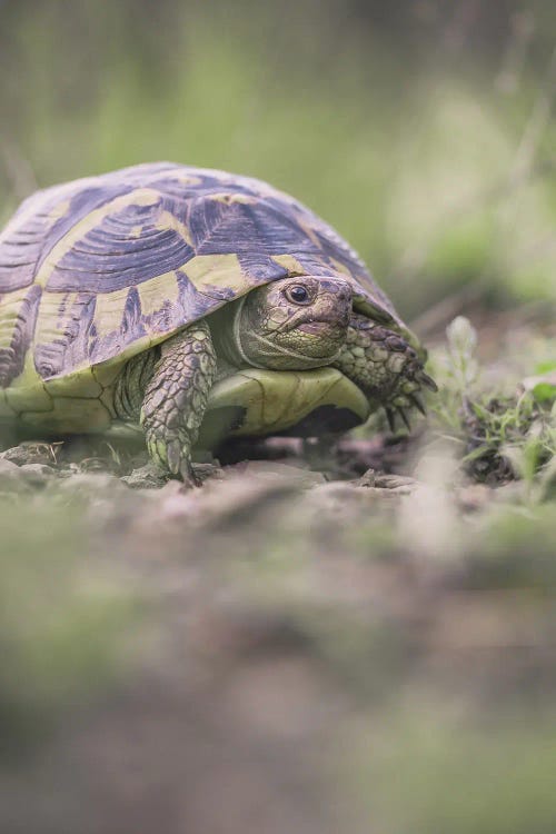 Close-Up Portrait Of A Tortoise