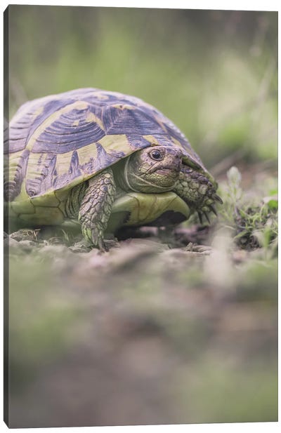 Close-Up Portrait Of A Tortoise Canvas Art Print - Jeferson Castellari