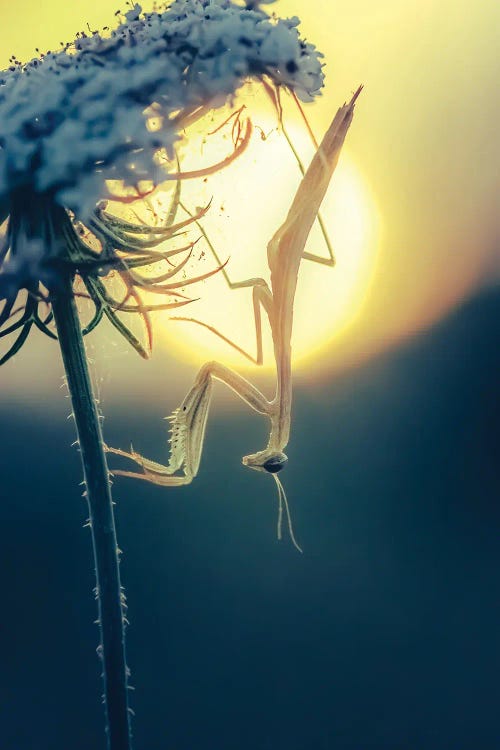 Praying Mantis Upside Down On Stem In Backlight At Dusk