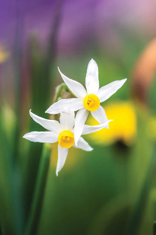 White Daffodils On Colorful Background