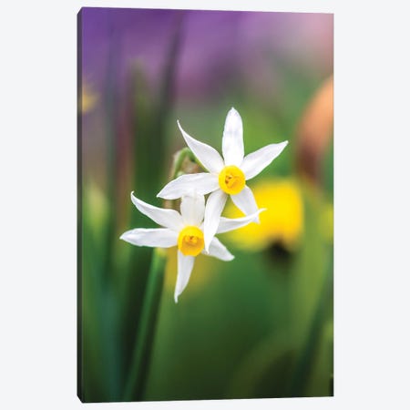 White Daffodils On Colorful Background Canvas Print #JRC65} by Jeferson Castellari Canvas Wall Art