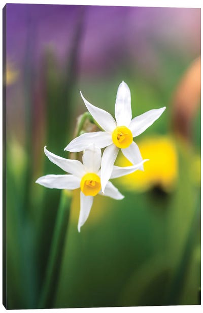 White Daffodils On Colorful Background Canvas Art Print - Jeferson Castellari