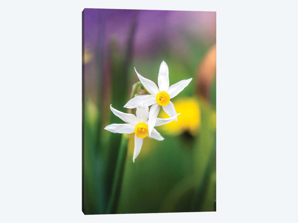 White Daffodils On Colorful Background by Jeferson Castellari 1-piece Canvas Art