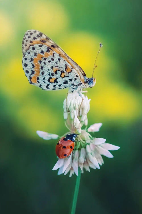 Butterfly And Ladybug On Meadow Flower